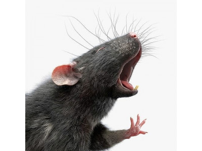 Rat Fur Rigged Black 3D model