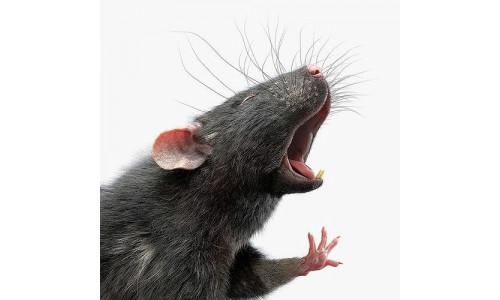 Rat Fur Rigged Black 3D model