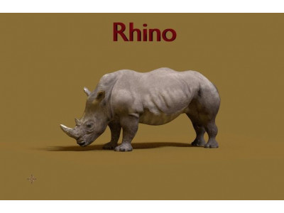 rhino 3D model
