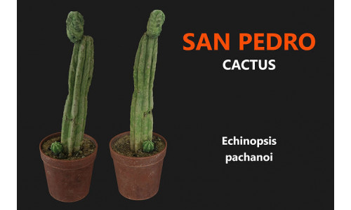 San Pedro - echinopsis pachanoi 3D model