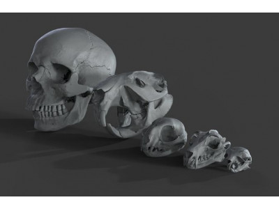 Scanned Skulls Various  3D model