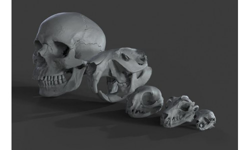 Scanned Skulls Various  3D model