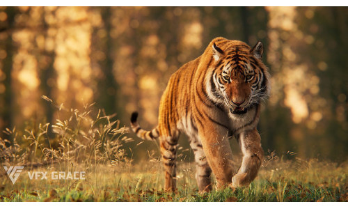 Siberian Tiger Animated  VFX Grace 3D model