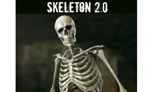 Skeleton 2 Low-poly 3D model