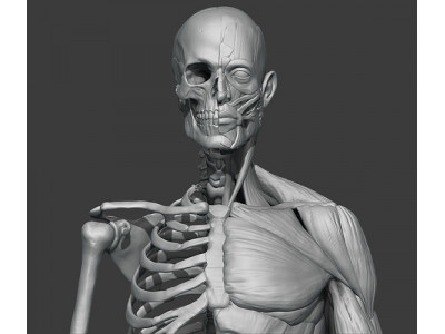 Skeleton and muscules 3D model