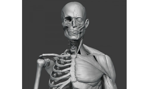 Skeleton and muscules 3D model