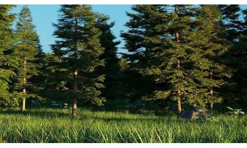 Spring Forest 3D model