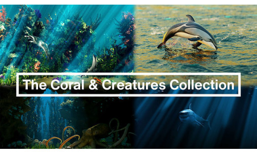 The Coral And Creatures Collection 3D model