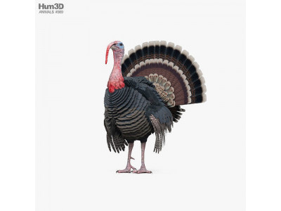 Turkey 3D model