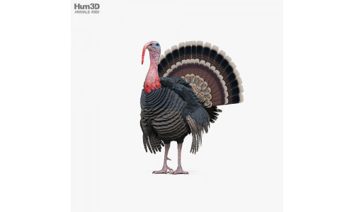 Turkey 3D model
