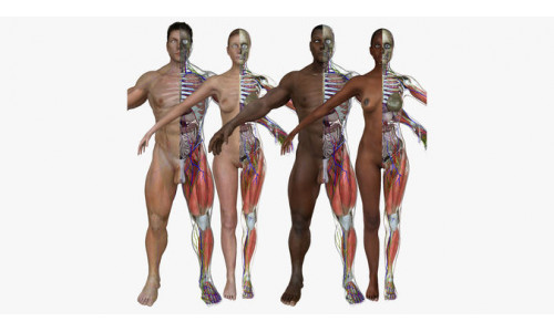 Ultimate Full Body Anatomy Collection 3D model