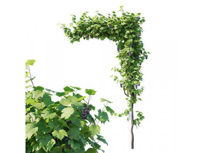 Vines Grapes 02 3D model