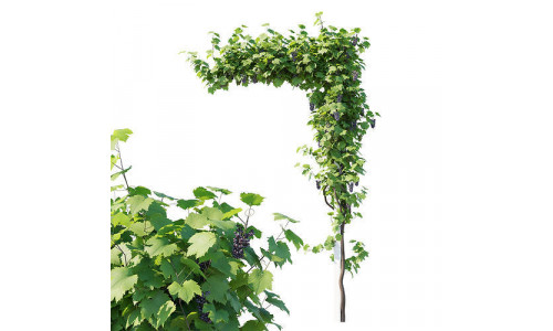 Vines Grapes 02 3D model